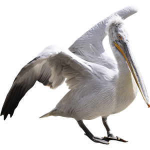 Pelican PNG-46563